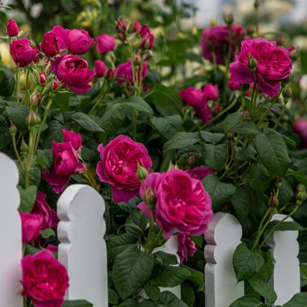 David Austin® James L. AustinTM Rose Shrub