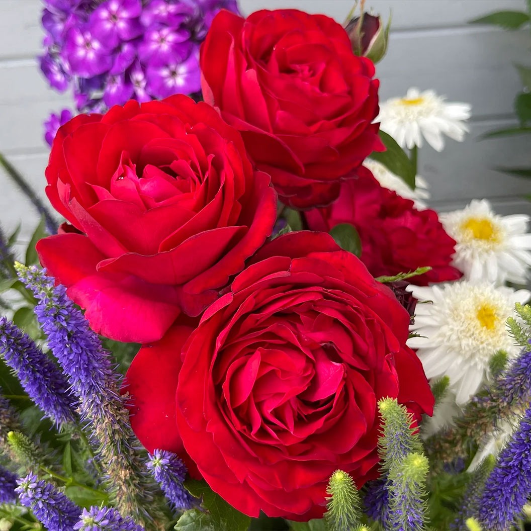 TiamoTM Rose Shrub