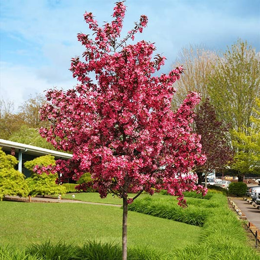 Royal Raindrops® Crabapple Tree