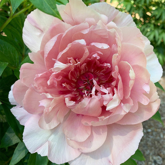 Garden Candy® Lacey RyanTM Itoh Peony Shrub