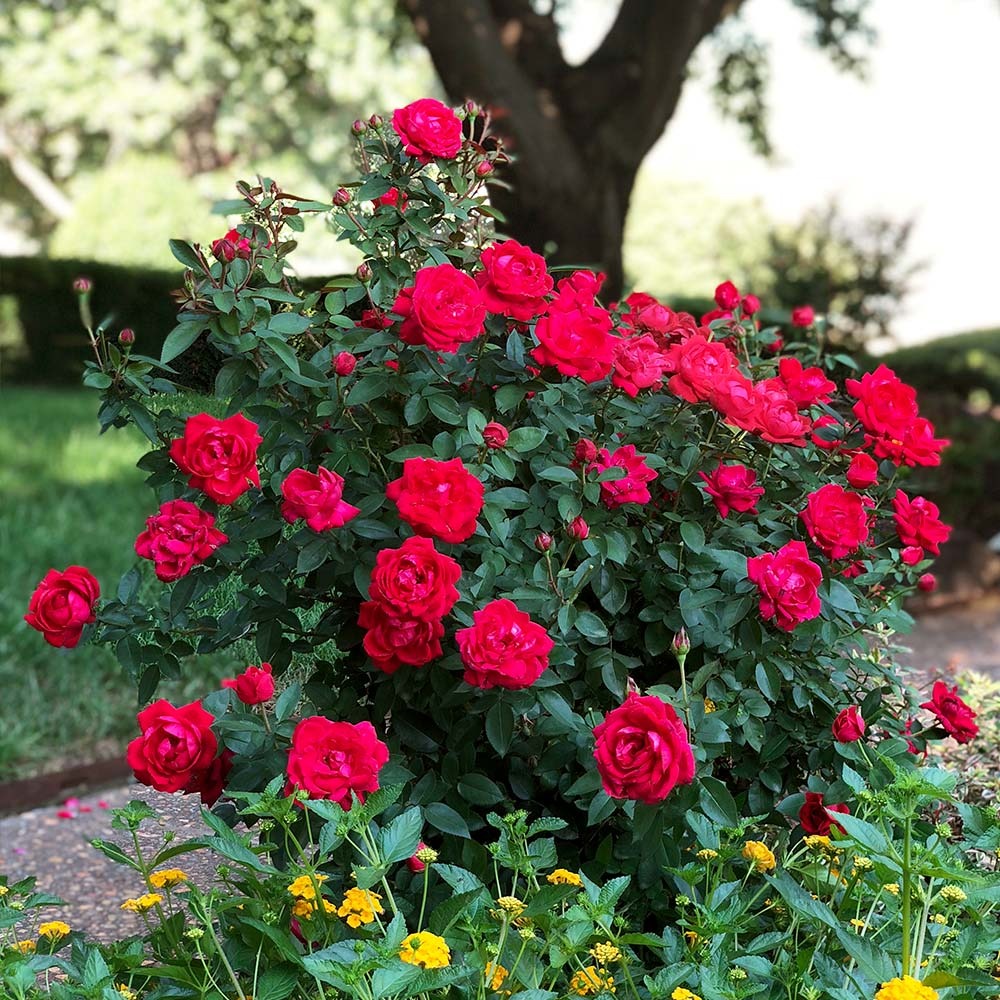 Rose Bushes
