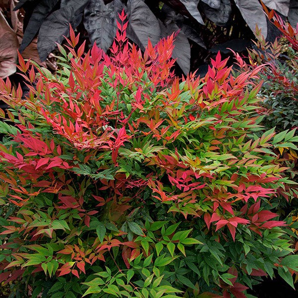 Southern Living® ObsessionTM Nandina Shrub