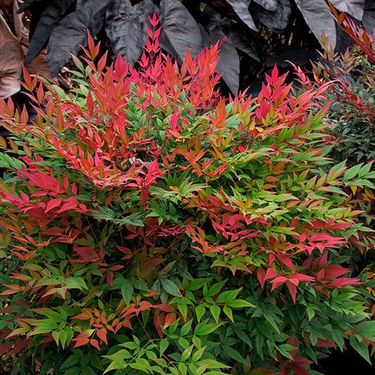 Southern Living® ObsessionTM Nandina Shrub