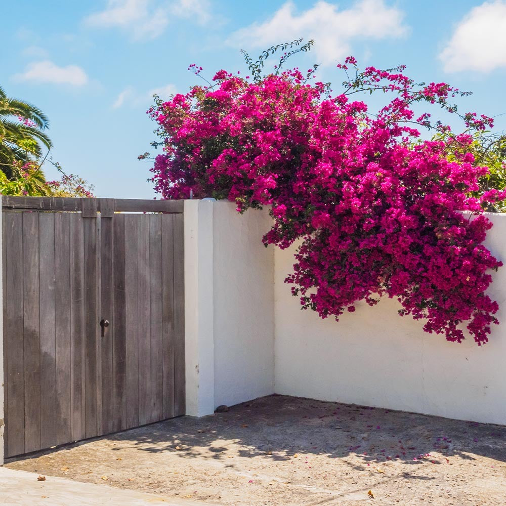 Barbara Karst Bougainvillea Vine