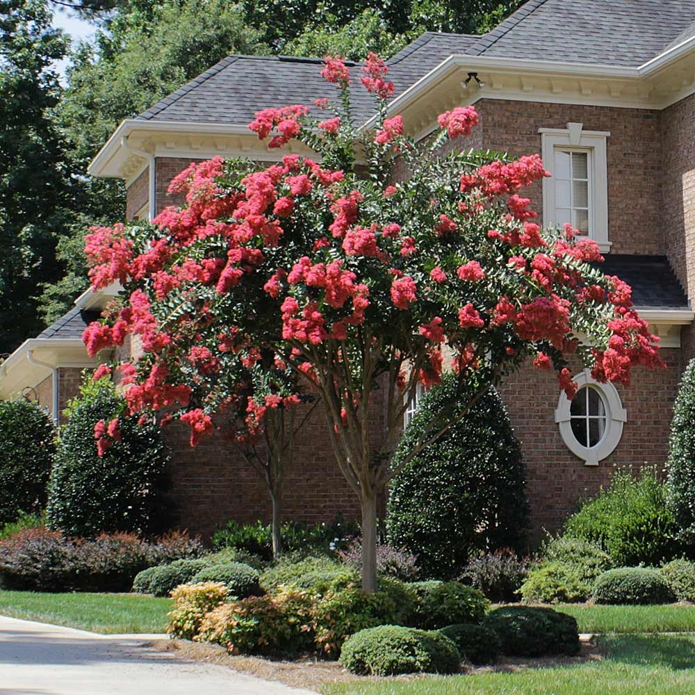 Tuscarora Crape Myrtle Tree