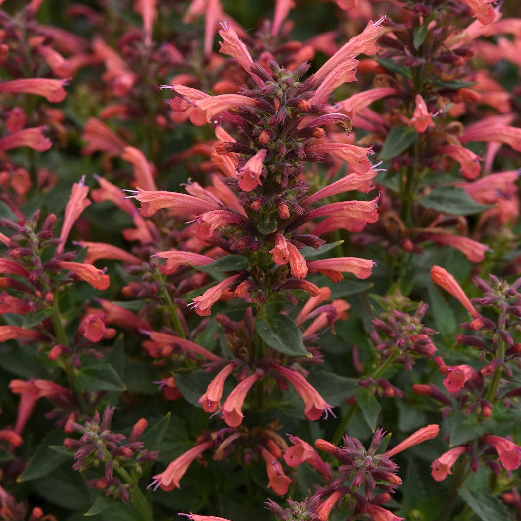 SummerlongTM Coral Agastache Plant