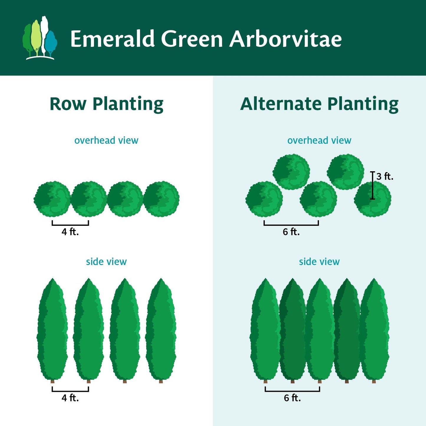 Emerald Green Arborvitae
