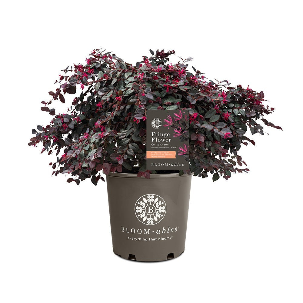 Bloomables® Cerise Charm Loropetalum
