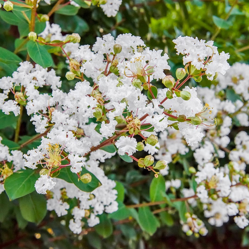 ColoramaTM Pearl Crape Myrtle Tree