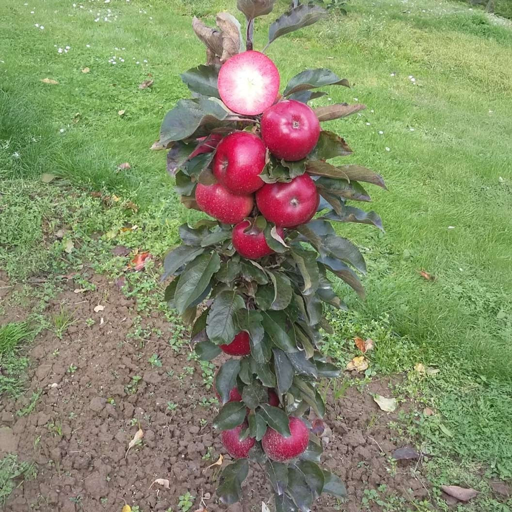 Fruit Snacks® All RedTM Columnar Apple Tree
