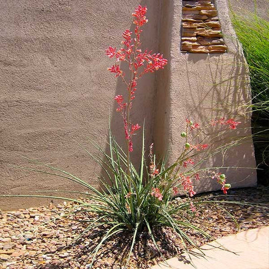Red Yucca Plant