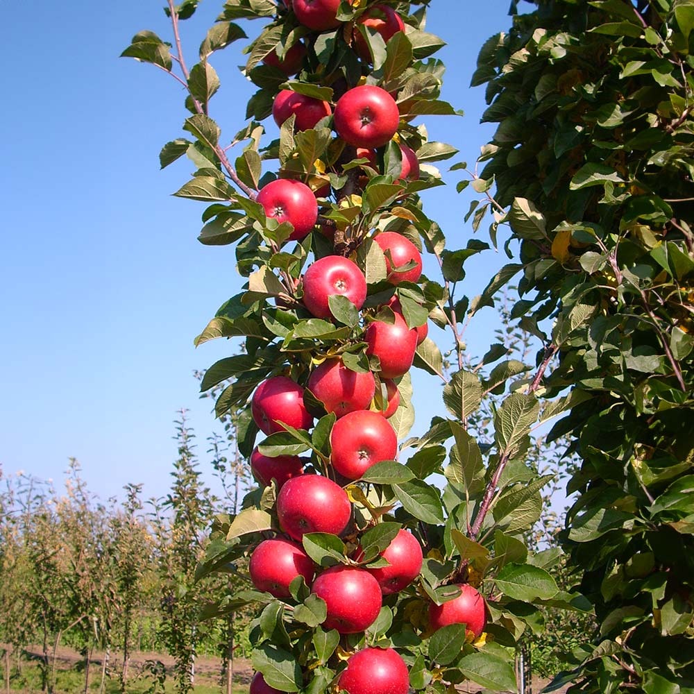 Fruit Snacks® Tasty RedTM Columnar Apple Tree