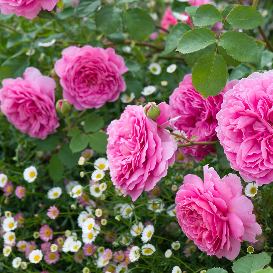 David Austin® Princess Alexandra of KentTM Rose Bush