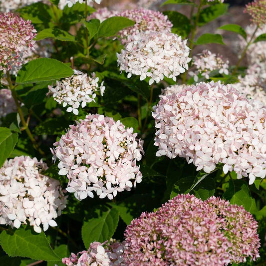 American LaceTM Pink Smooth Hydrangea Shrub