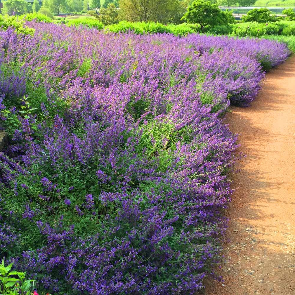 Perennial Plants
