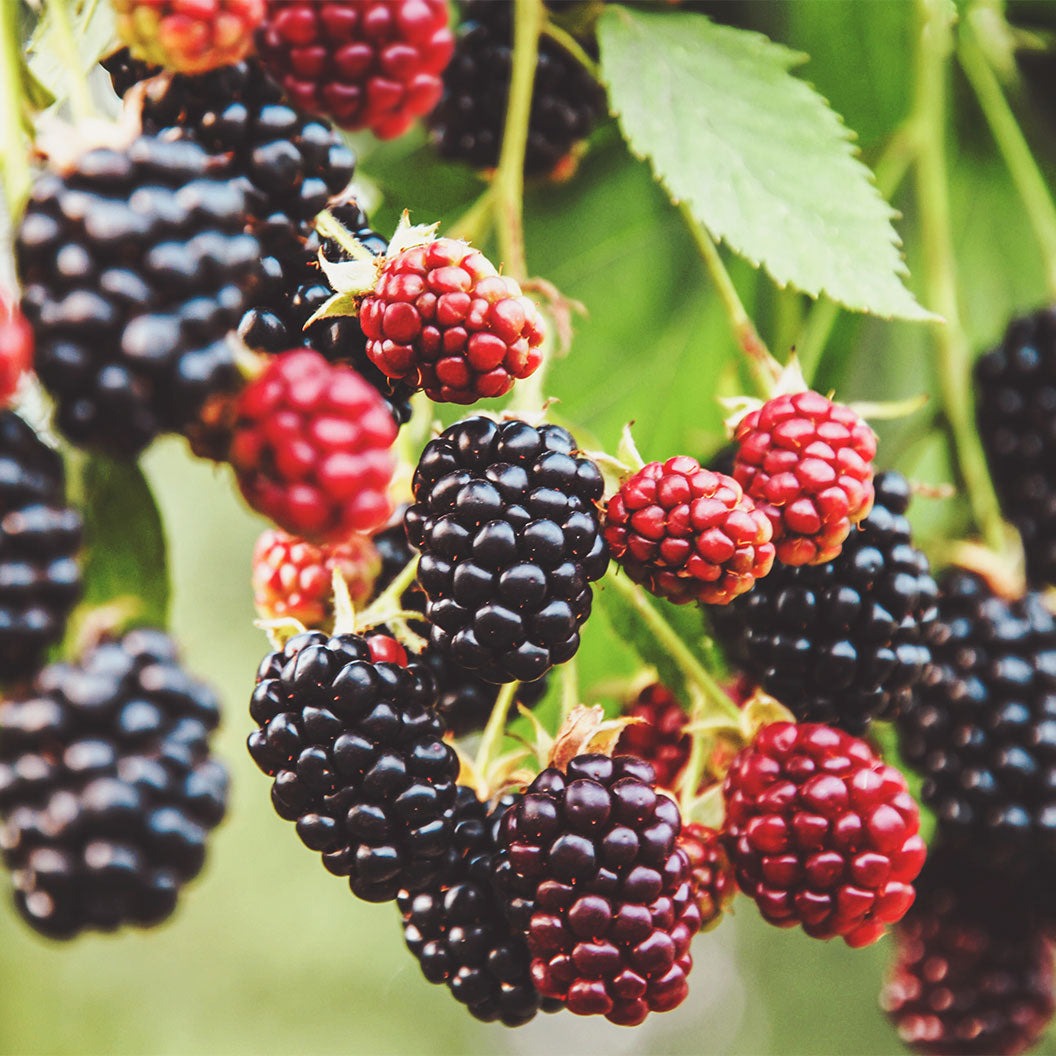 Sweet-ArkTM Ponca Blackberry Plant
