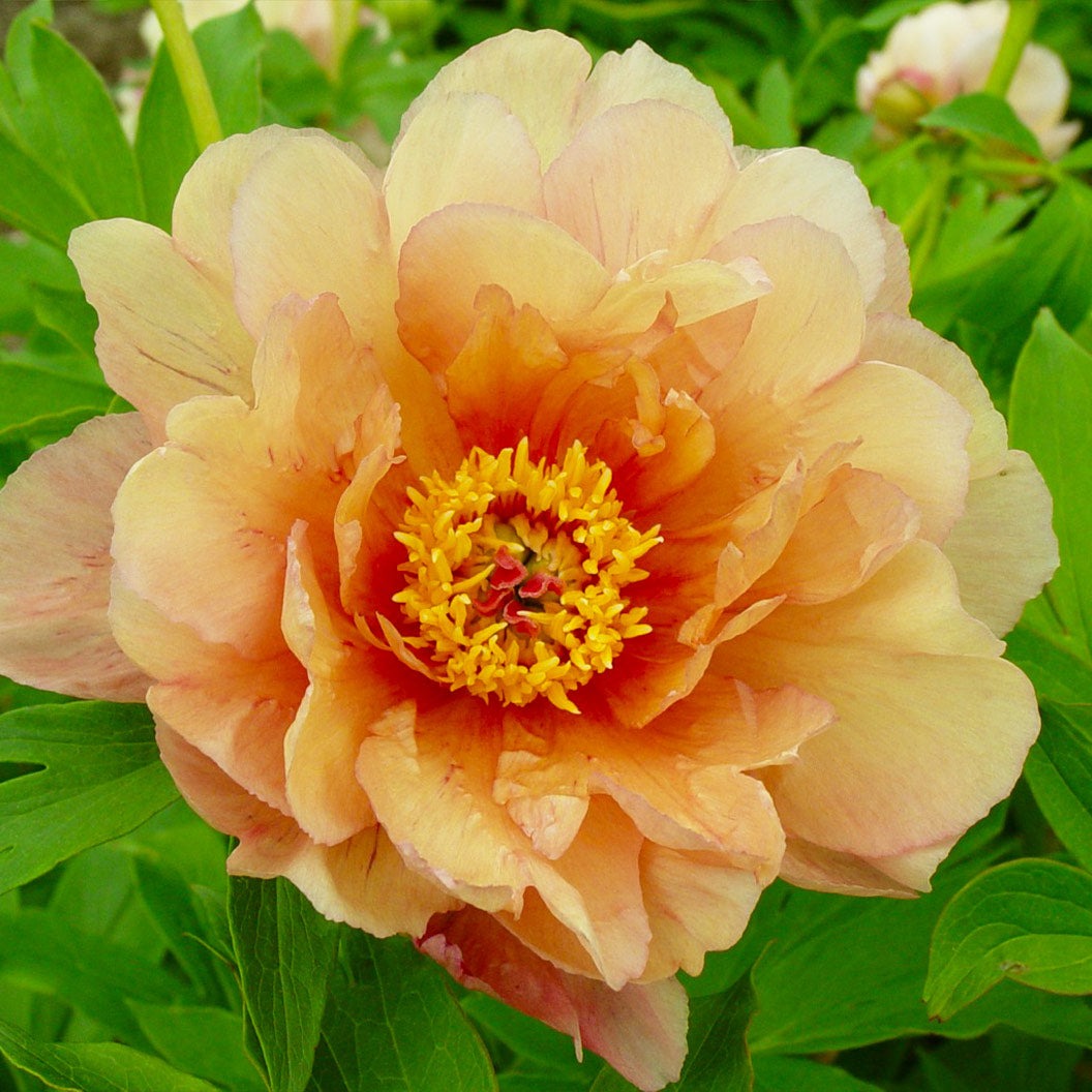 Garden Candy® Summer SunsetTM Itoh Peony Plant