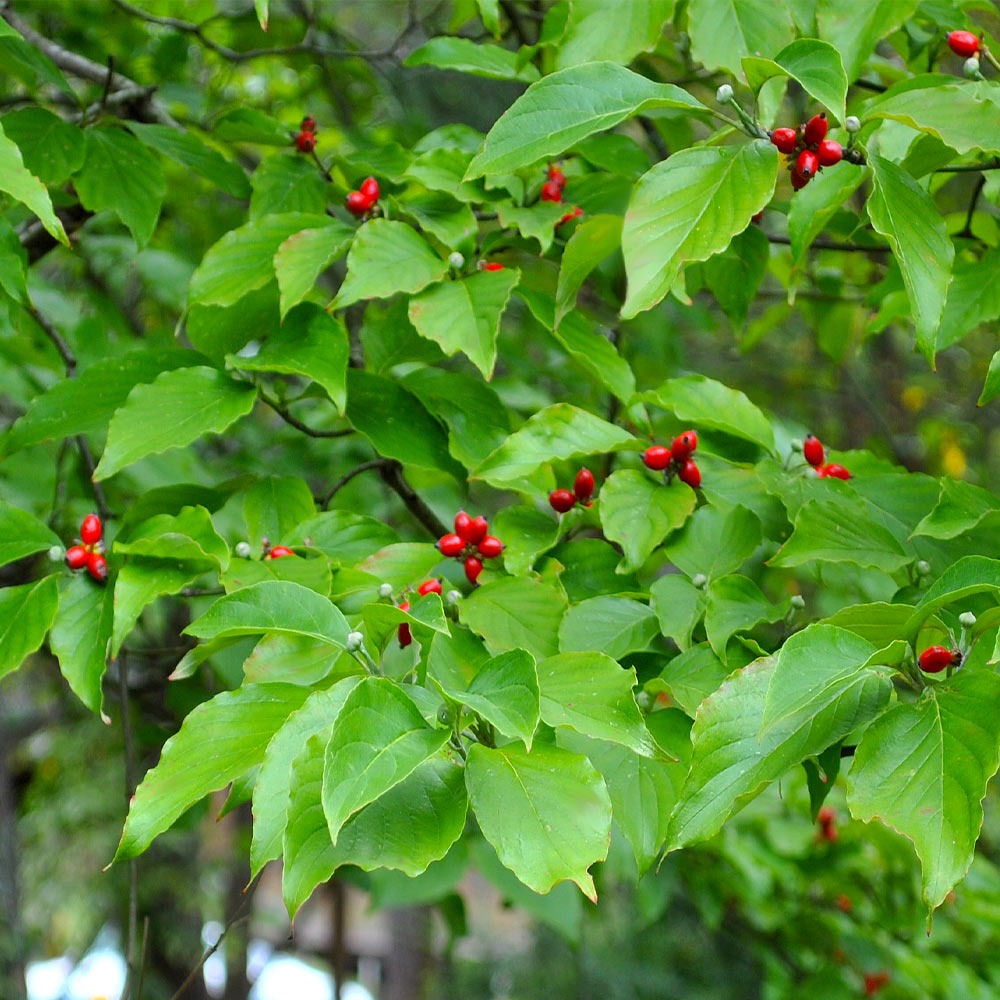 White Dogwood Tree