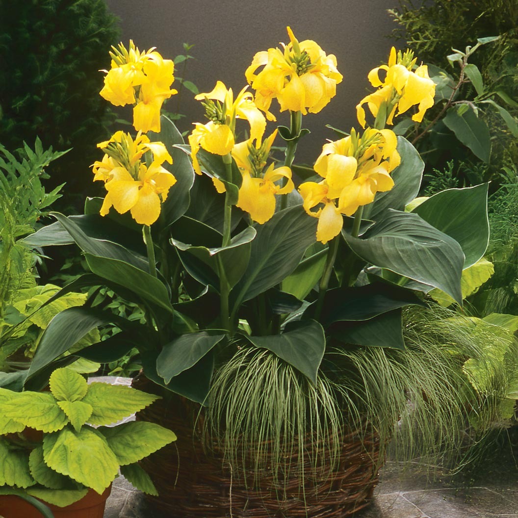 Canna Cannova® Yellow Lily Plant