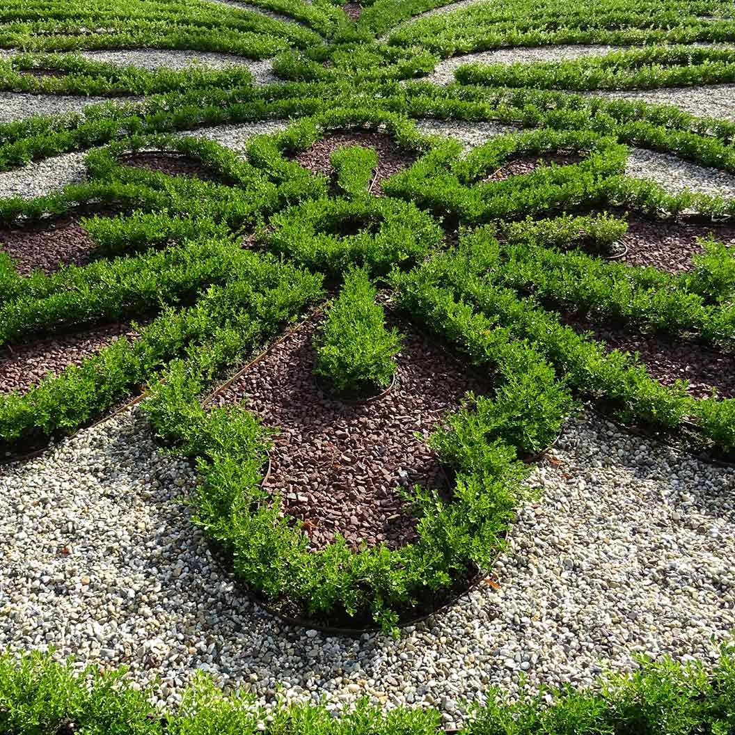 Better Boxwood® RenaissanceTM Shrub