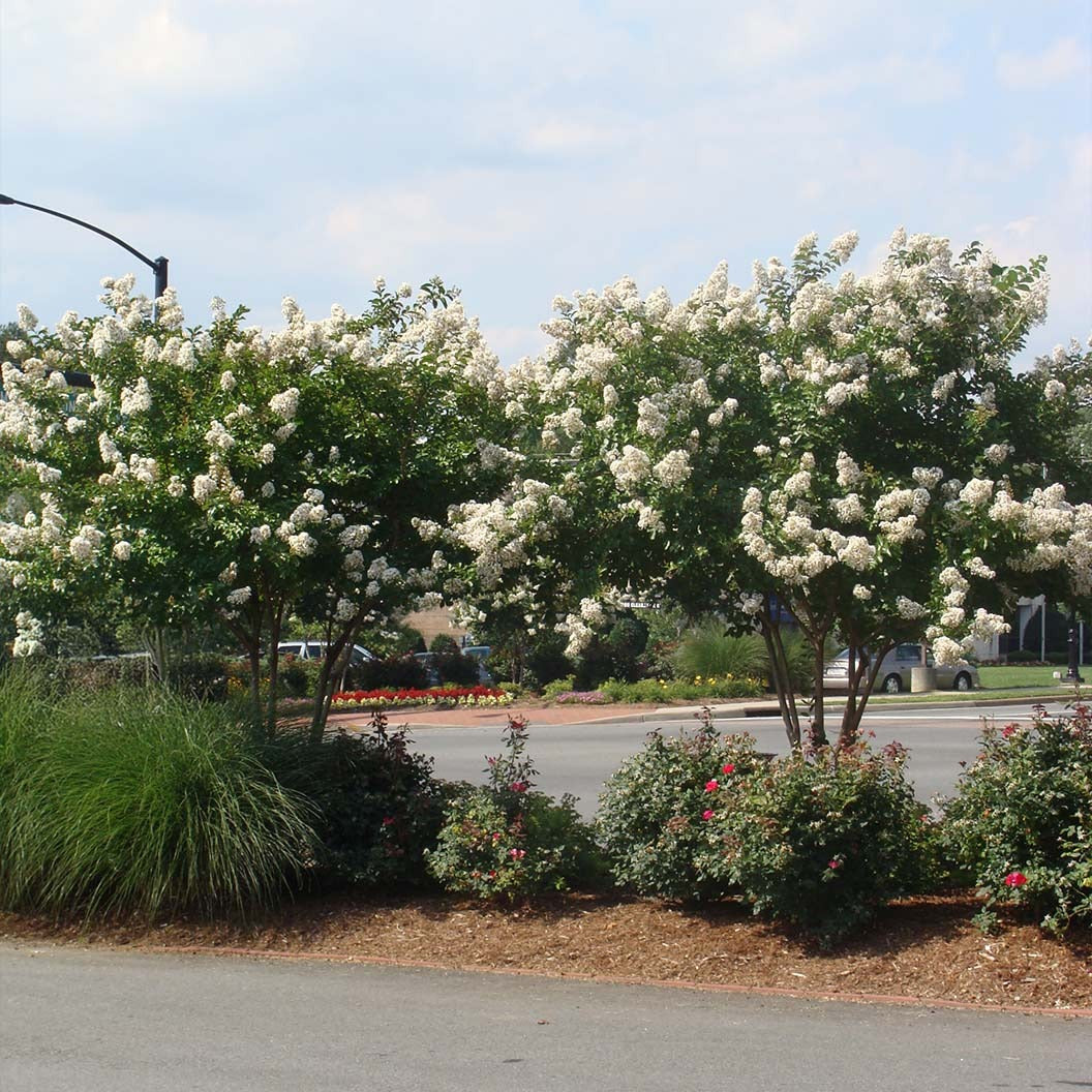 ColoramaTM Ivory Crape Myrtle Tree