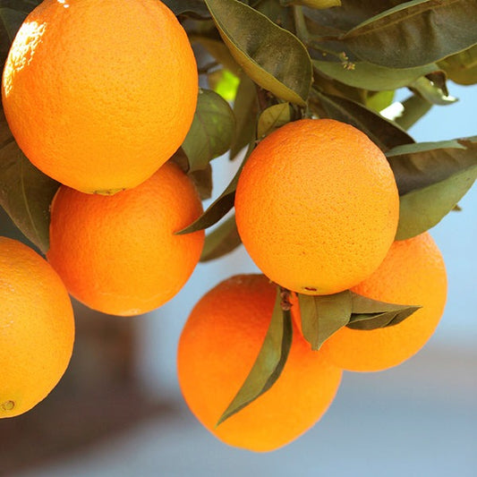 Lane Late Navel Orange Tree