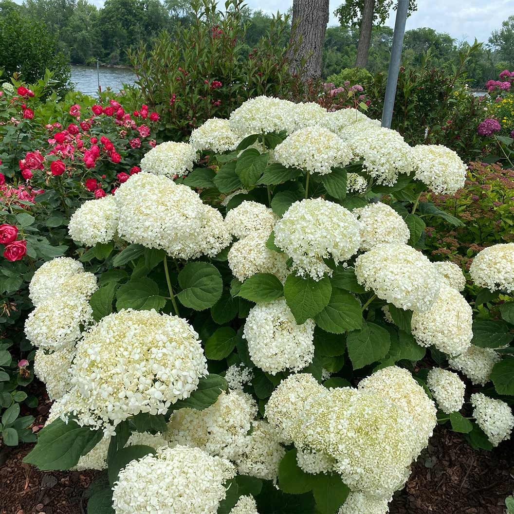 Proven Winners® Incrediball® Storm ProofTM Hydrangea