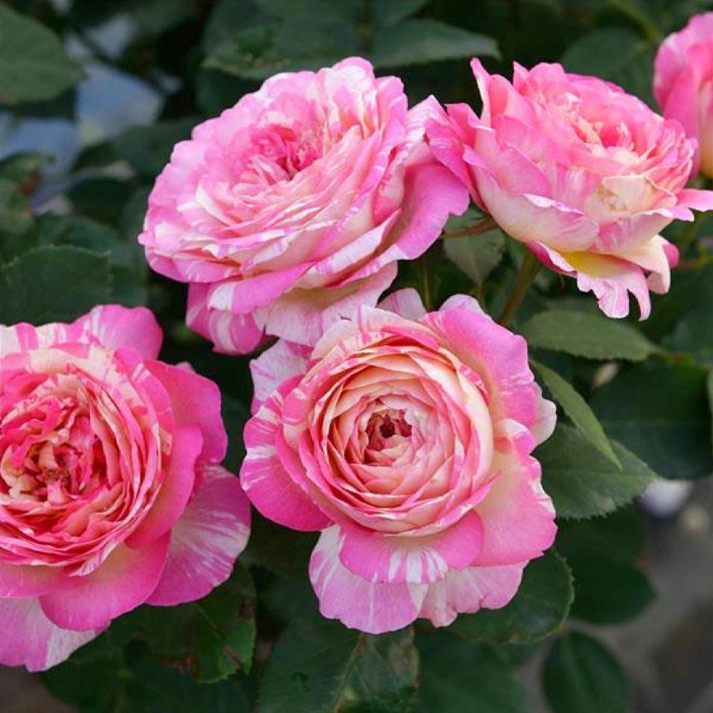 Marc ChagallTM Rose