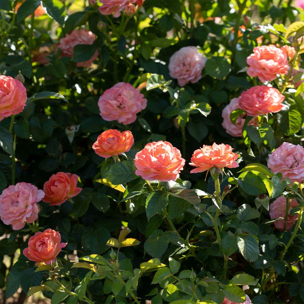 Orange GlowTM Knock Out® Rose Tree