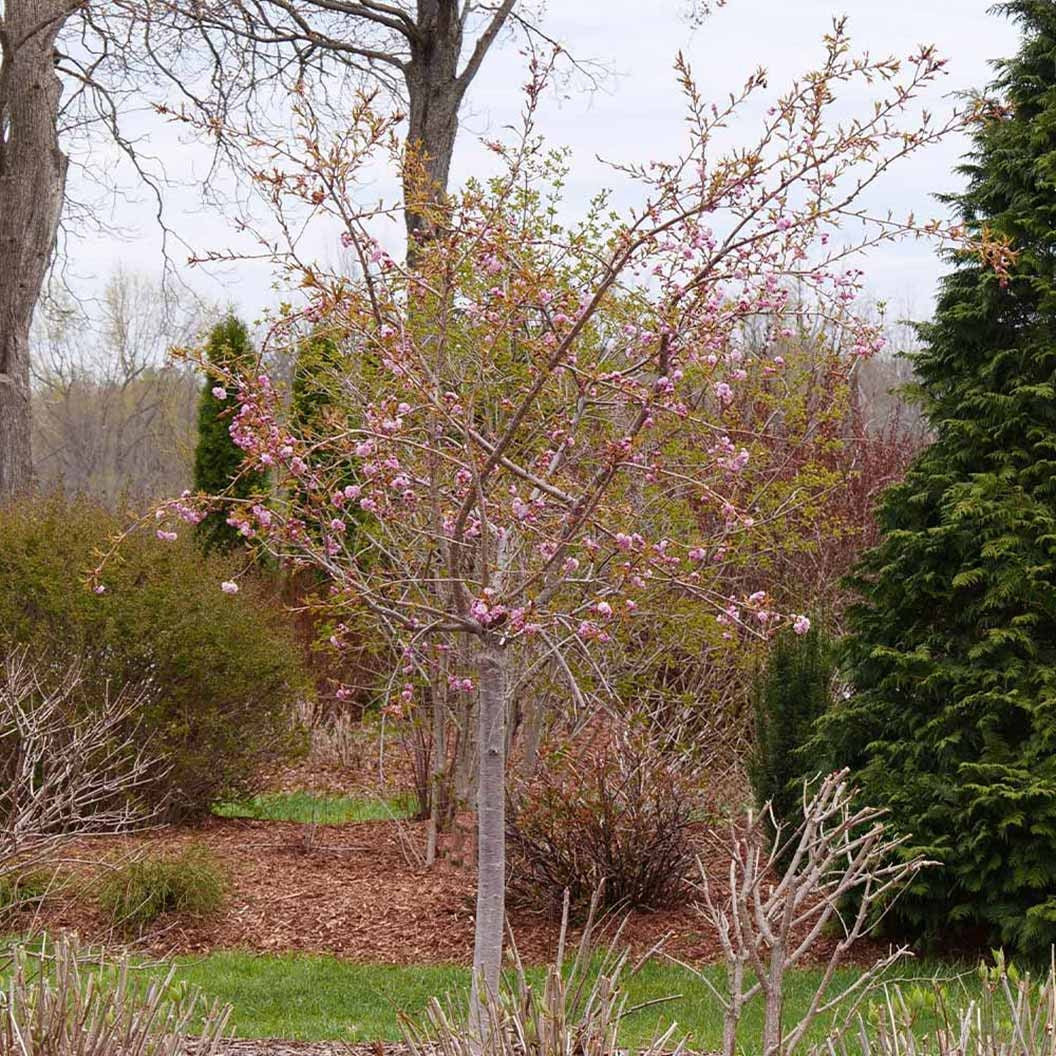 Proven Winners® Weeping ExtraordinaireTM Cherry Tree