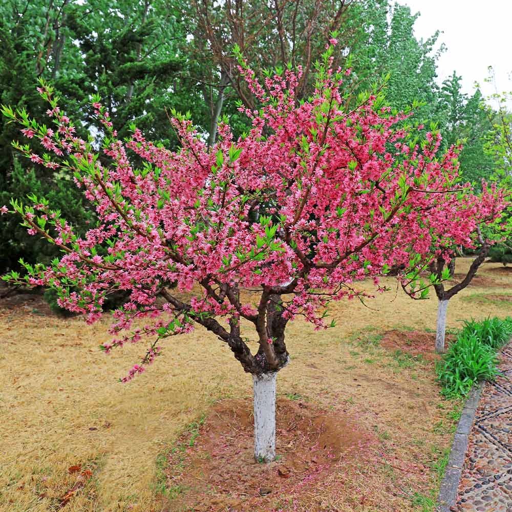5-in-1 Peach Tree