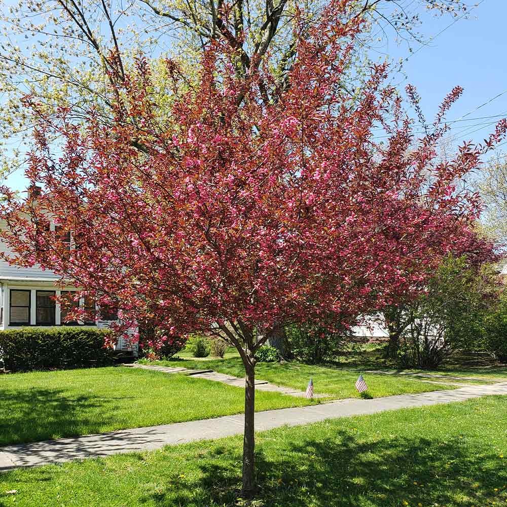 Proven Winners® Show TimeTM Crabapple Tree