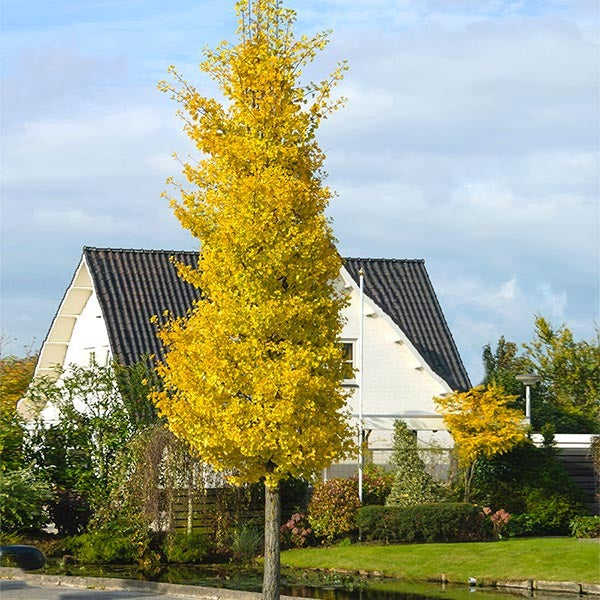 Princeton SentryTM Columnar Ginkgo Tree