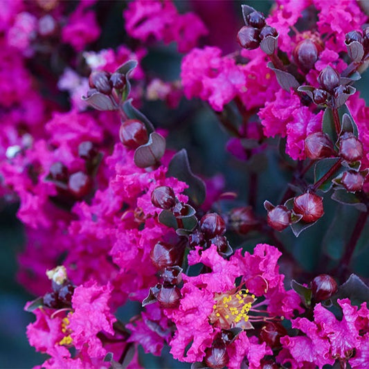 Black Diamond® Mystic MagentaTM Crape Myrtle Tree