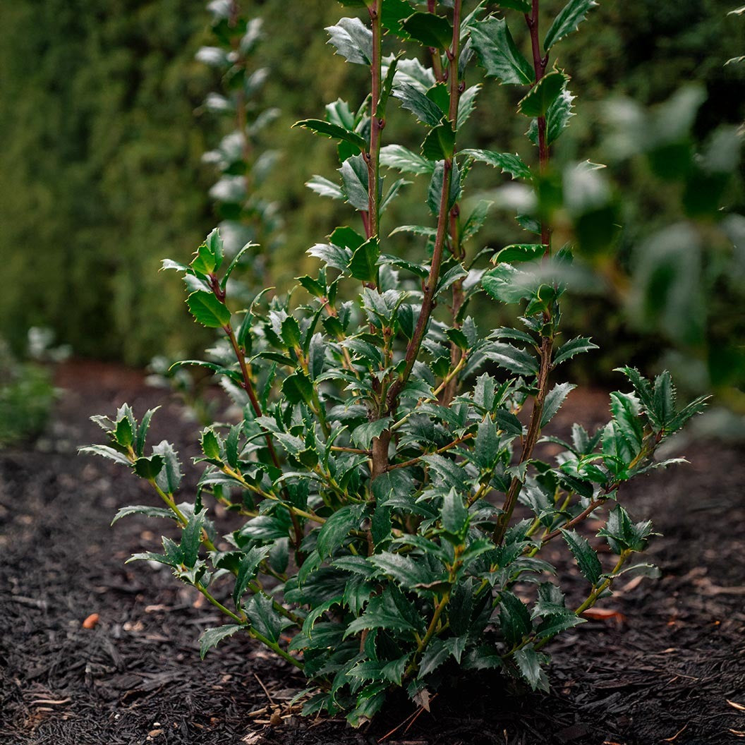 Great NeighborTM Holly Shrub