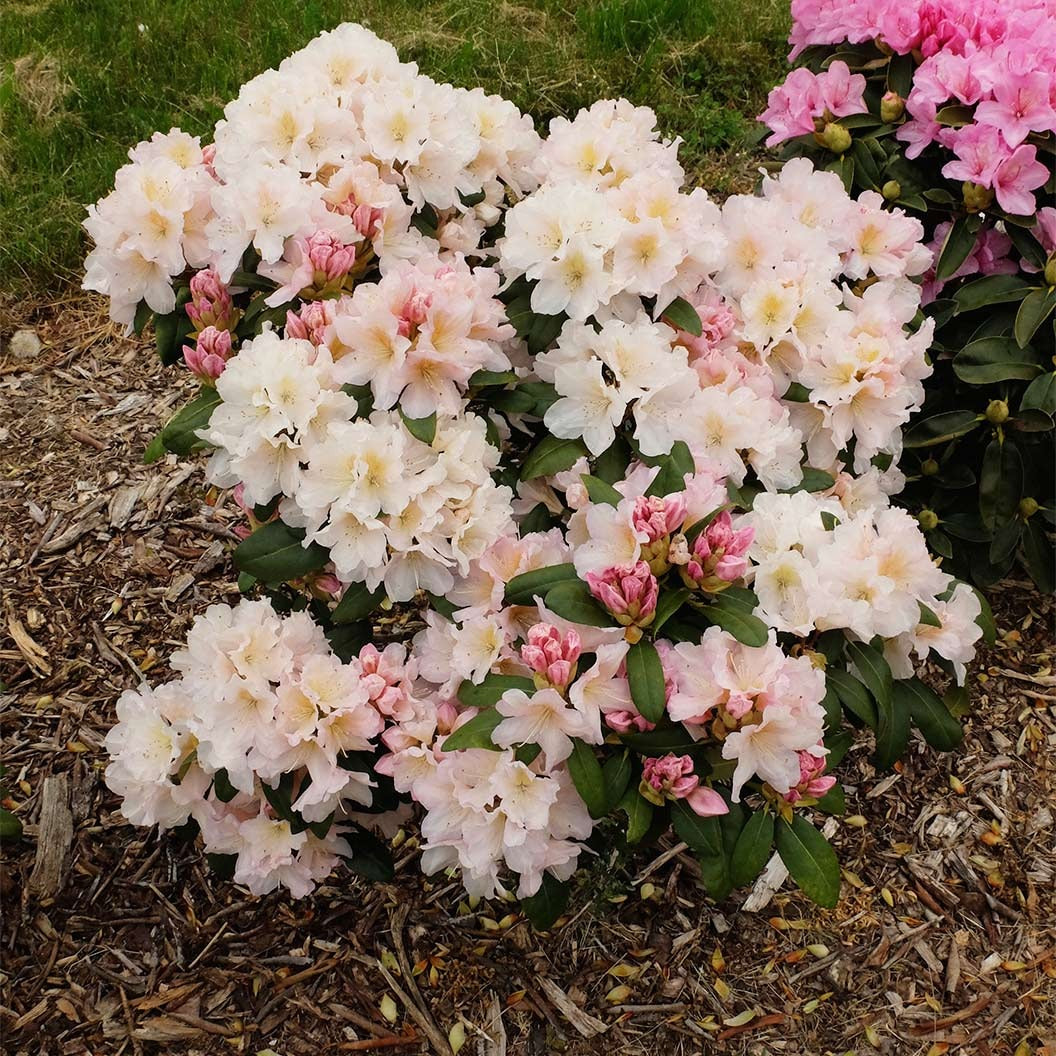 Holden'sTM Peach Hybrid Rhododendron Shrub