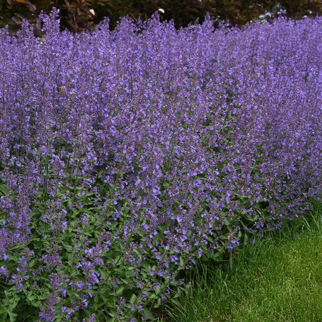 Better Versions® Junior WalkerTM Nepeta Plant