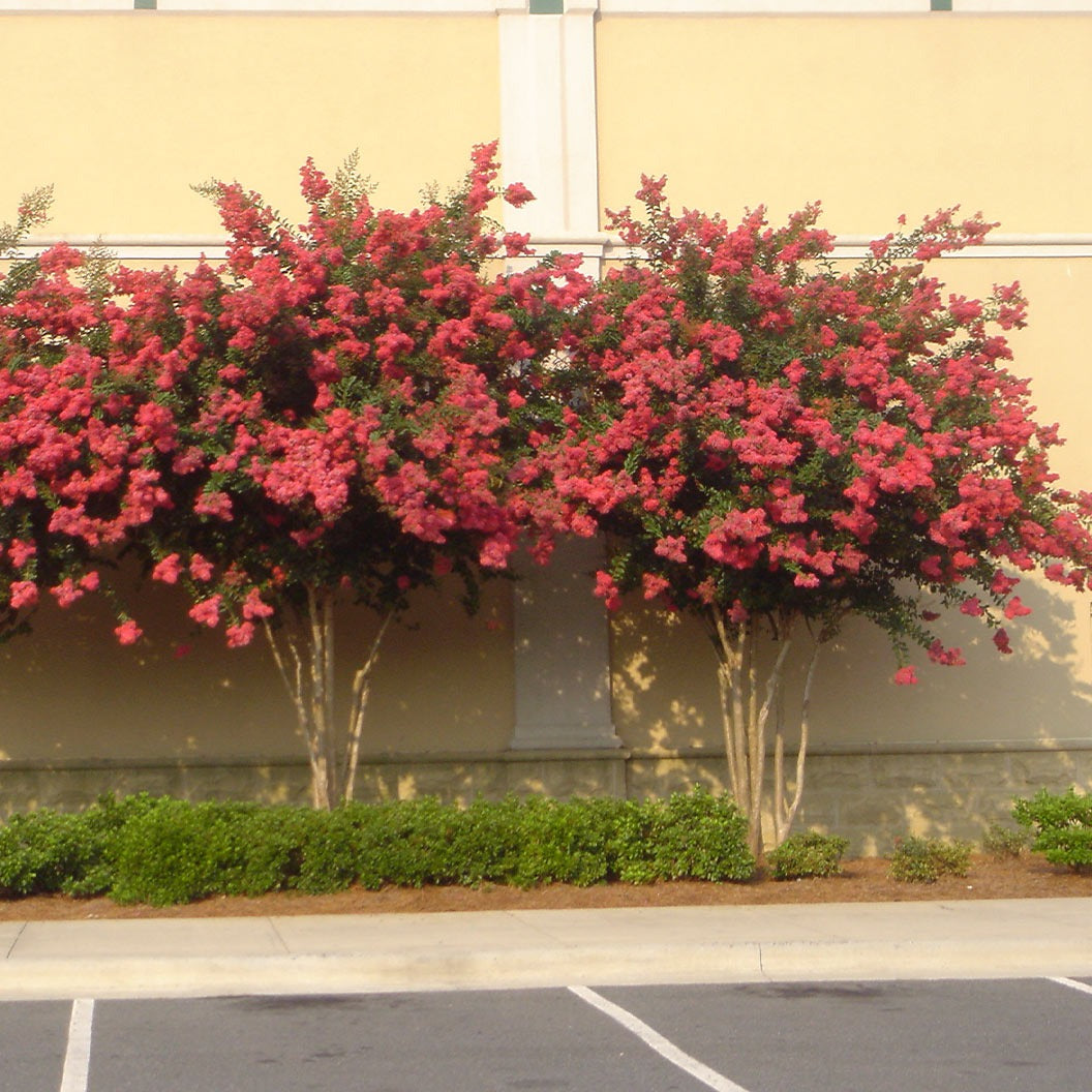 ColoramaTM Coral Crape Myrtle Tree
