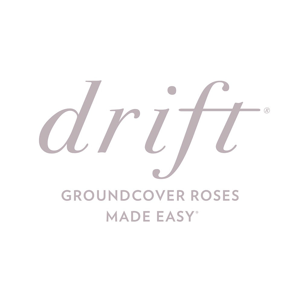 Peach Drift® Rose