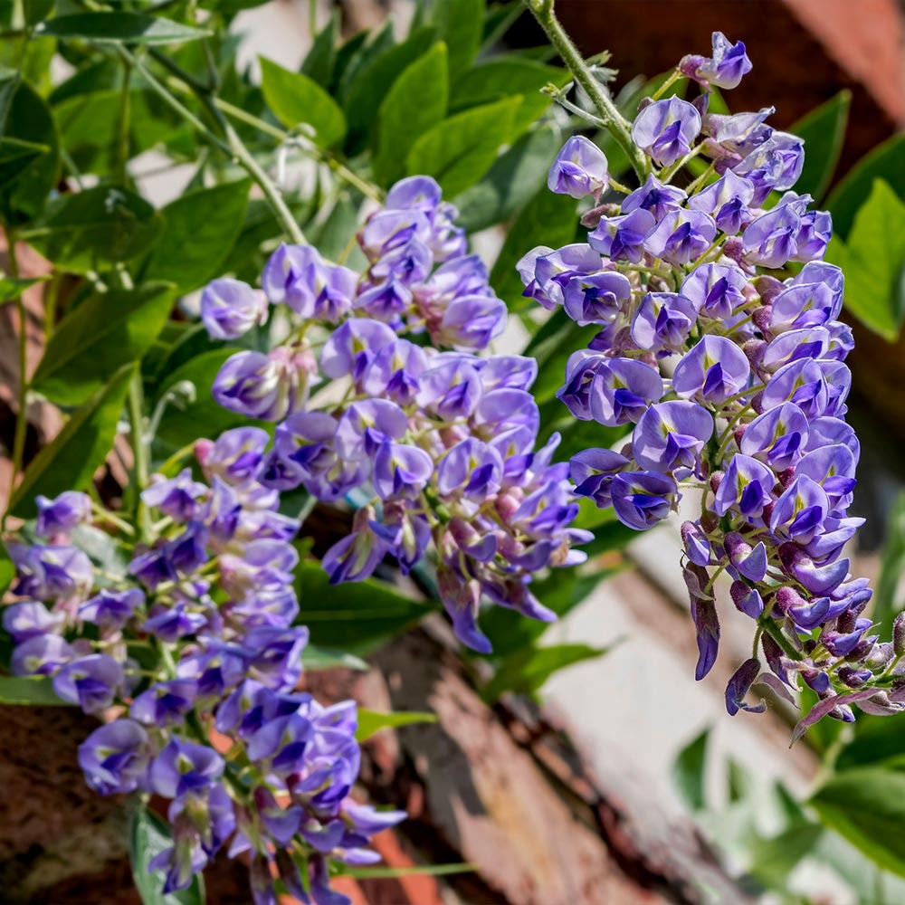 Perennial Plants