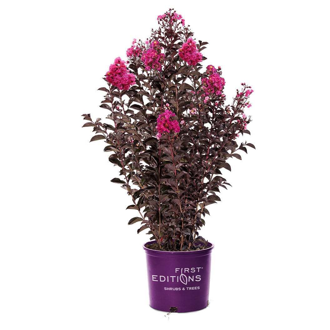 First Editions® Twilight MagicTM Crape Myrtle