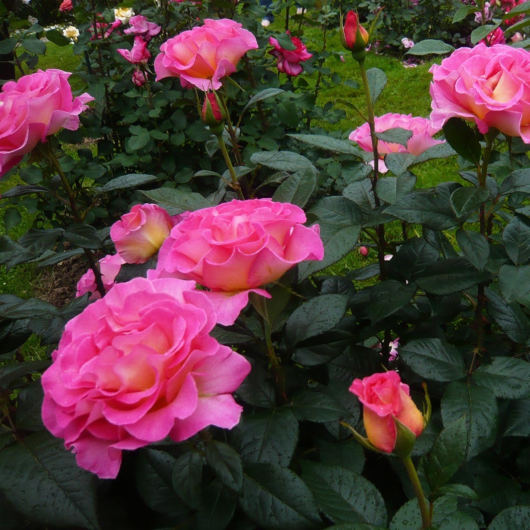 Julie AndrewsTM Hybrid Tea Rose
