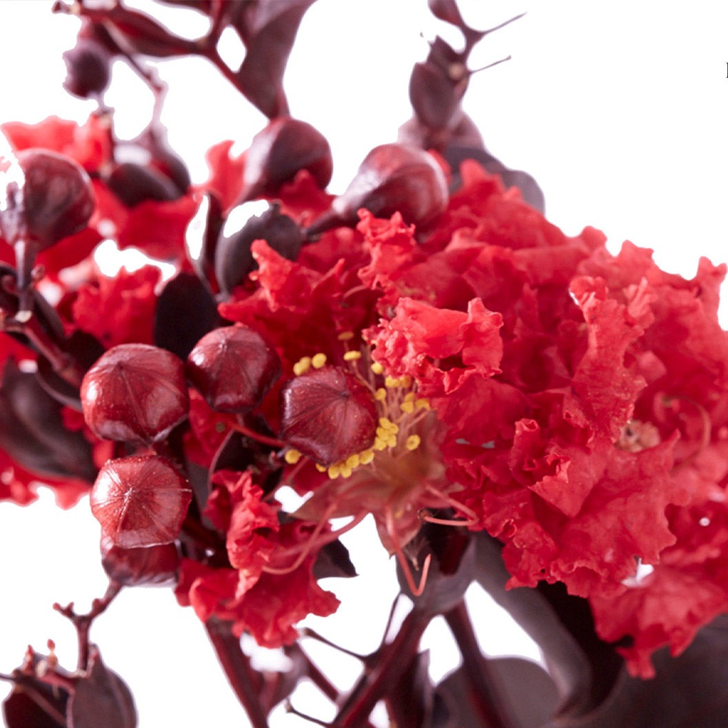 Black Diamond® Crimson CrownTM Crape Myrtle Shrub