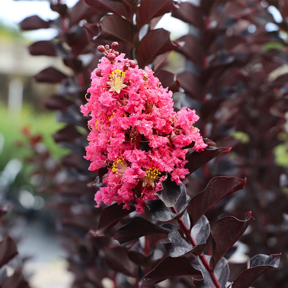 ThunderstruckTM Coral BoomTM Crape Myrtle Tree