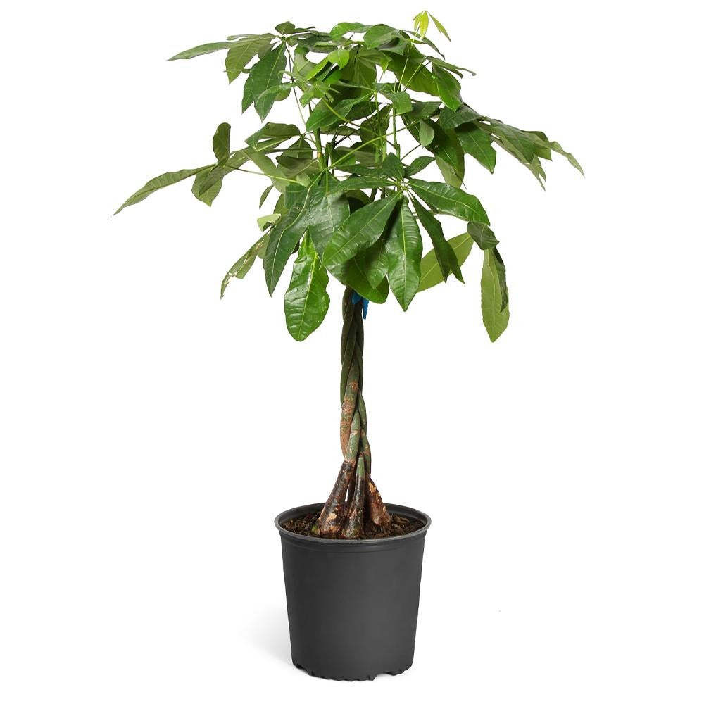Money Tree
