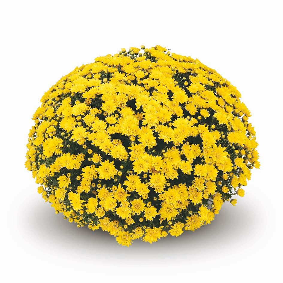 Yellow Belgian Mums®