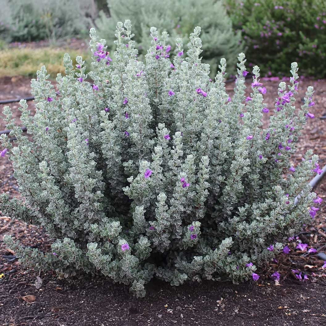 MicroburstTM Texas Sage Shrub