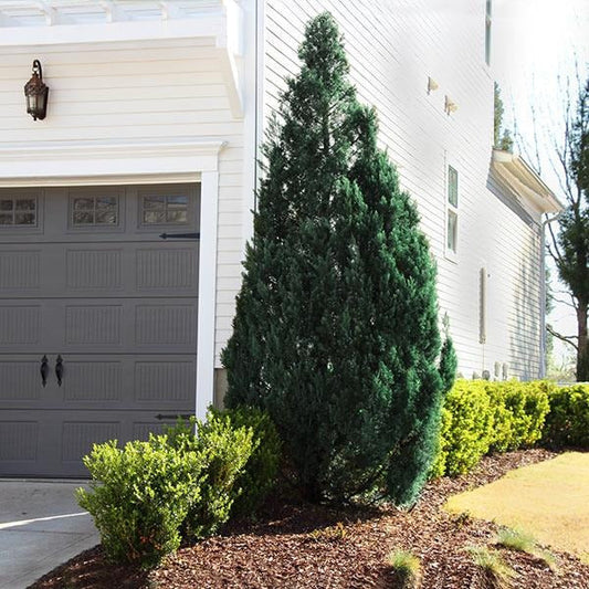 Southern Living® Blue Point Juniper