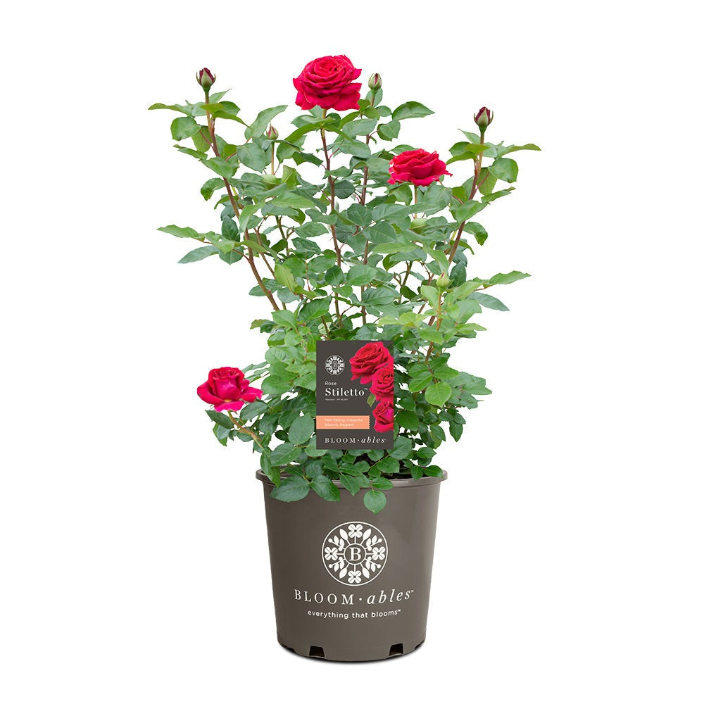 Bloomables® Stiletto Rose