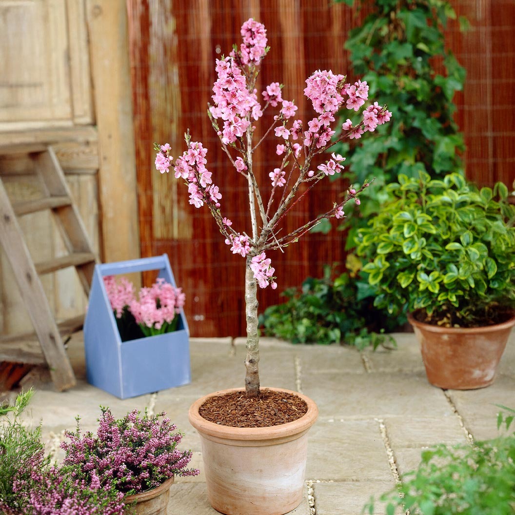 Garden Delight Nectarine Tree